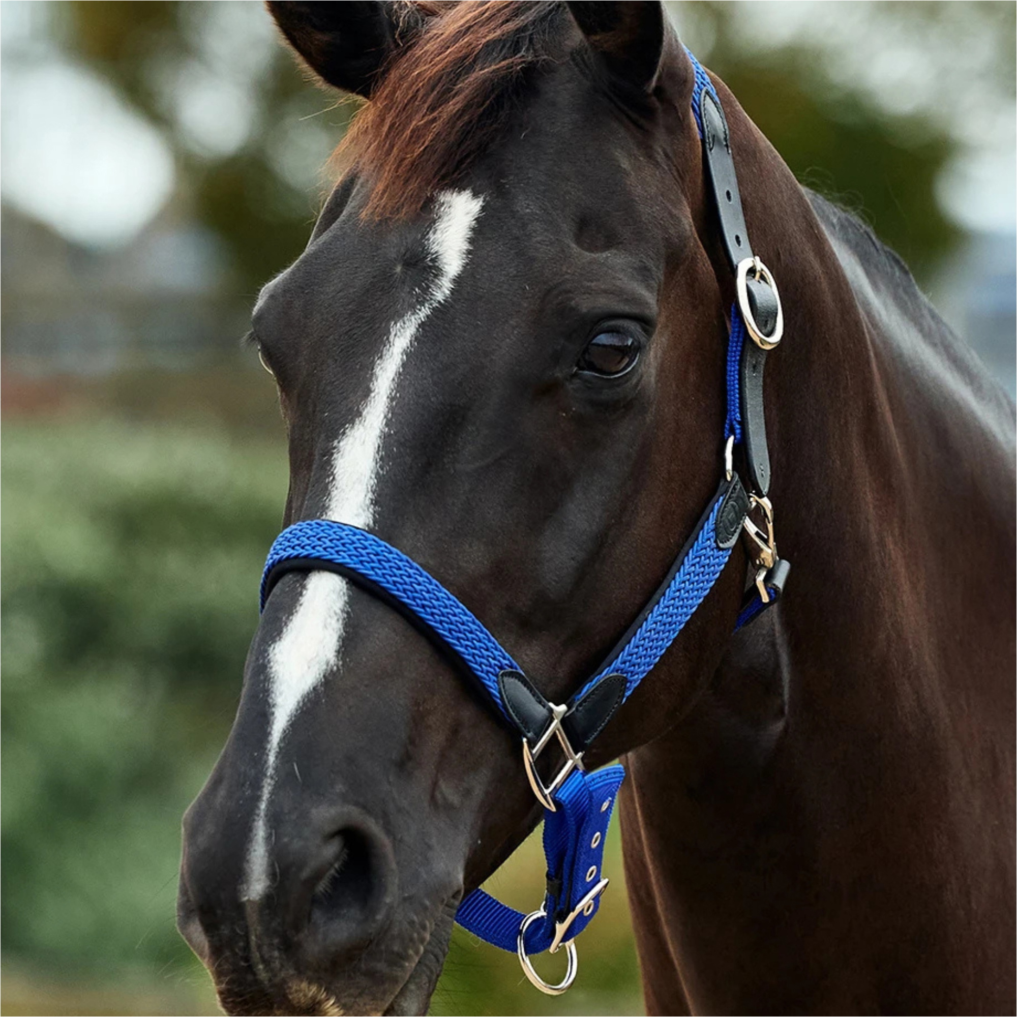 2026 Dublin Braided Leather Headcollar 1031532 - Cobalt